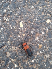 Crossidius coralinus