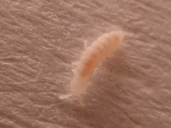 Onychiurinae