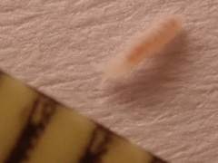 Onychiurinae