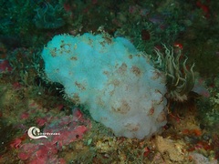 Phallusia mammillata