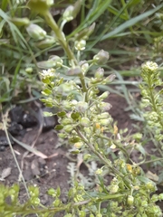 Lepidium bipinnatifidum