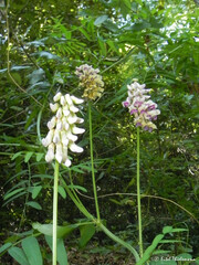 Vicia nigricans