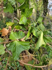 Hedera