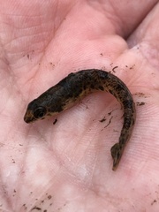 Etheostoma nigrum