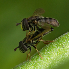 Paragus