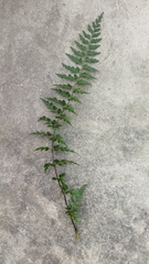 Asplenium aethiopicum
