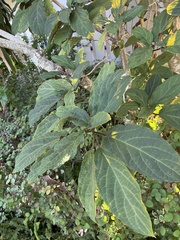 Cordia sebestena