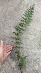 Asplenium aethiopicum