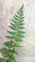 Asplenium aethiopicum