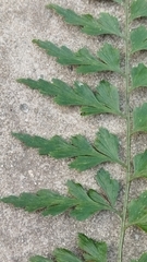 Asplenium aethiopicum