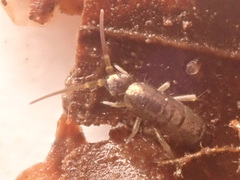 Tomocerus minor