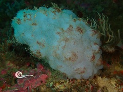 Phallusia mammillata