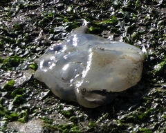 Catostylus tagi