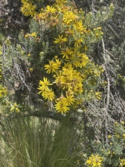 Brachyclados lycioides