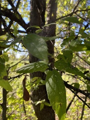 Celtis occidentalis