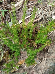Arcytophyllum thymifolium