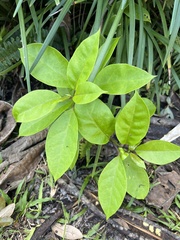 Pisonia aculeata