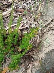 Arcytophyllum thymifolium