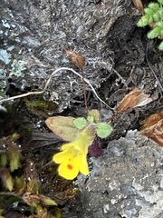 Erythranthe alsinoides