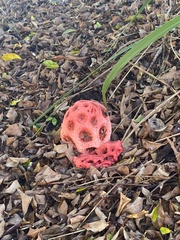 Clathrus crispus