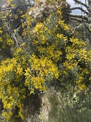 Brachyclados lycioides