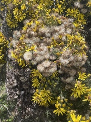 Brachyclados lycioides