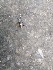 Neoptychodes trilineatus