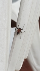 Alpaida gallardoi
