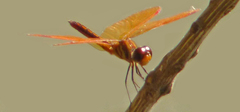 Perithemis