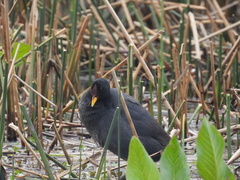 Fulica rufifrons