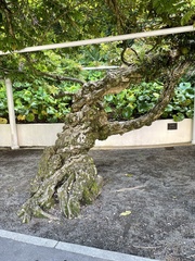 Magnoliopsida