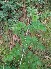 Rubus niveus