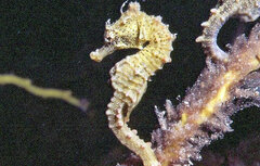 Hippocampus breviceps