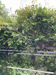 Magnoliopsida