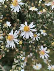 Chaetopappa ericoides