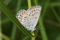 Plebejus samuelis