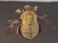 Xylocopa pubescens
