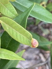 Dryocosmus juliae