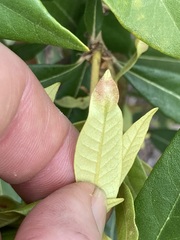 Dryocosmus juliae