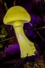 Cortinarius flavifolius