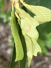 Dryocosmus juliae