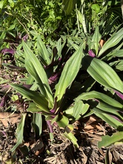 Tradescantia spathacea