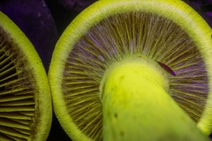 Cortinarius flavifolius