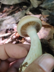 Cortinarius flavifolius