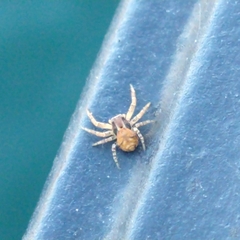 Xysticus