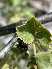Cryptocephalus sanguinicollis