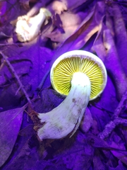 Cortinarius flavifolius