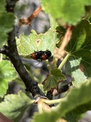 Cryptocephalus sanguinicollis