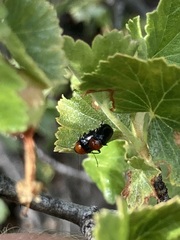 Cryptocephalus sanguinicollis