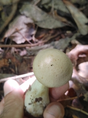 Cortinarius flavifolius